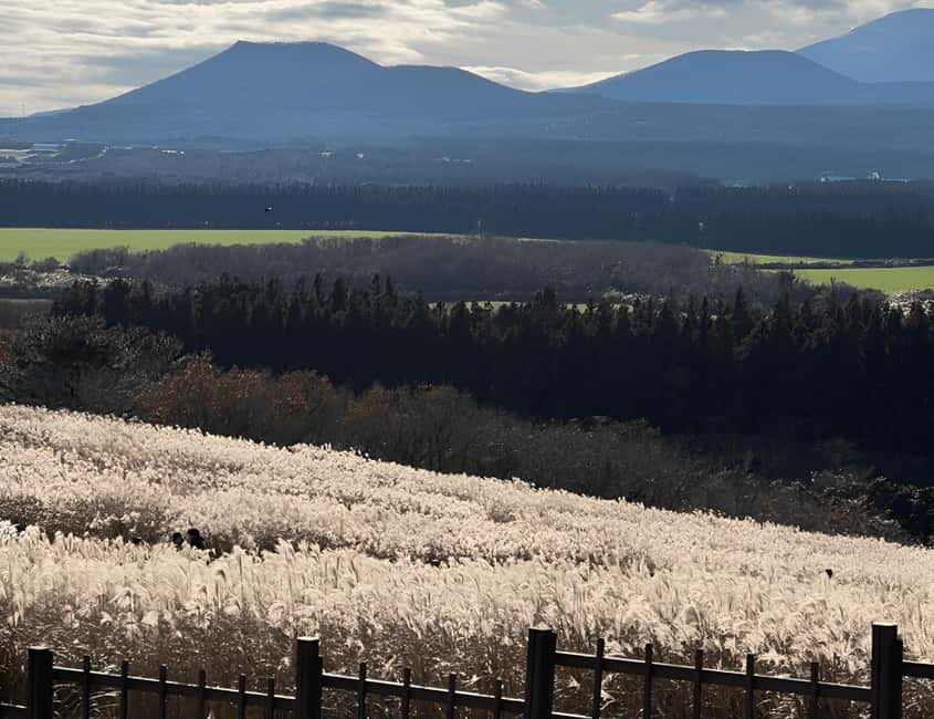 Jeju: 2026 Autumn Tour with Pink Muhly Festival Hotel Pickup - Hueree Natural Park and the Pink Muhly Festival: The Photo Stop With a Personality
