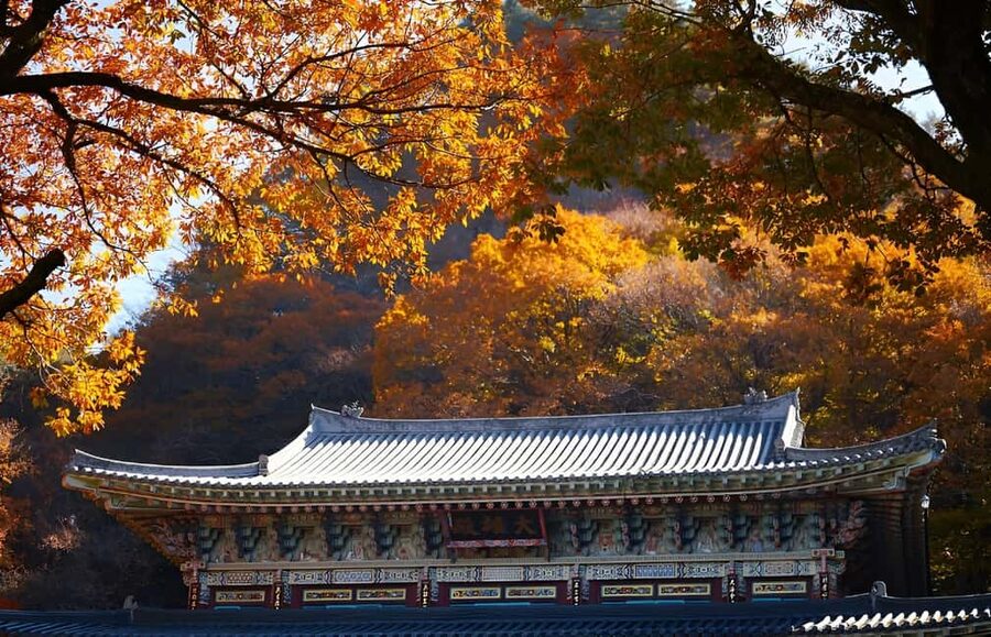 Jeju: 2026 Autumn Tour with Pink Muhly Festival Hotel Pickup - Seongsan Ilchulbong: Big Views, Then the Haenyeo Sea Show