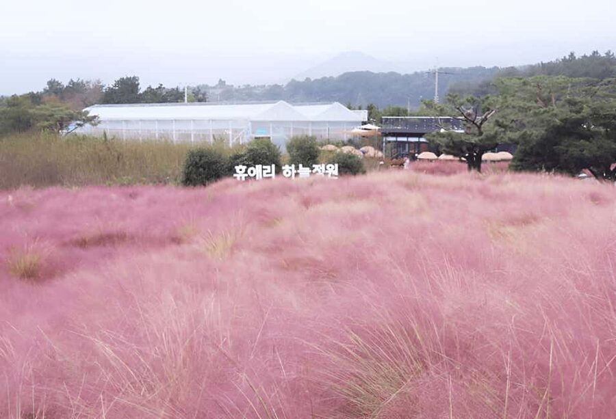 Jeju: 2026 Autumn Tour with Pink Muhly Festival Hotel Pickup - Ilchul Land and Micheon Cave: Lava-Tube Jeju Without Overthinking