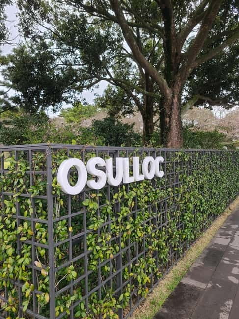 Jeju: Cherry Blossom South & West Day Tour with Hotel Pickup - A 9-hour loop built around Hallasan and the King Cherry Blossoms