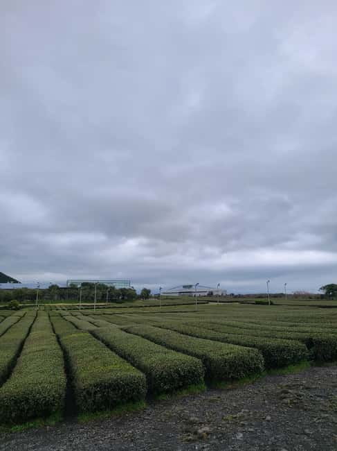 Jeju: Cherry Blossom South & West Day Tour with Hotel Pickup - Hallasan UNESCO walk: manage your pace for the best views