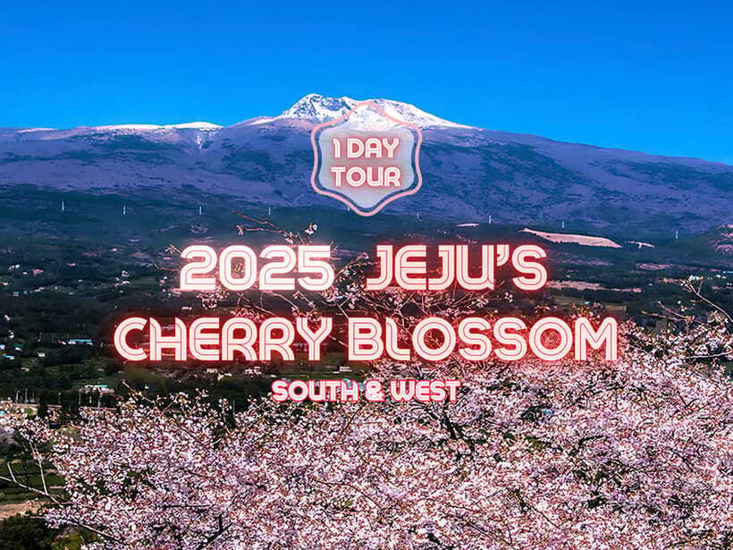Jeju: Cherry Blossom South & West Day Tour with Hotel Pickup - Camellia Hill Botanical Garden: big blooms and photo time