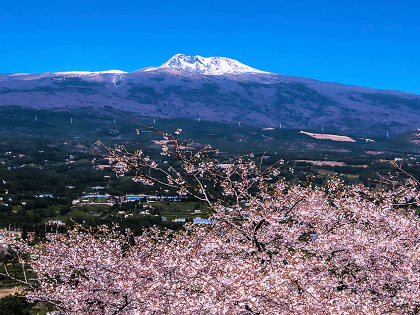 Jeju: Cherry Blossom South & West Day Tour with Hotel Pickup - Yerae Ecological Park: where King Cherry Blossoms meet spring photos