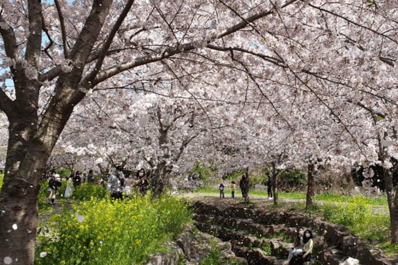 Jeju: Cherry Blossom South & West Day Tour with Hotel Pickup - Nonjitmul Freshwater Beach and Yongmeori Coast: the road-trip scenery part
