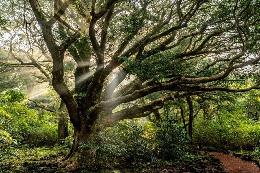 Jeju Cruise Shore Excursion Private Taxi Tour Car Charter - Price and value: what $242 covers, and what you’ll still pay