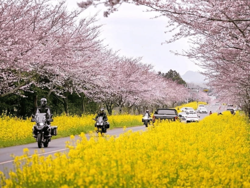 Jeju East: Cherry Blossom Early Bird Tour with Hotel Pickup - Key Things You’ll Notice on This Jeju East Tour
