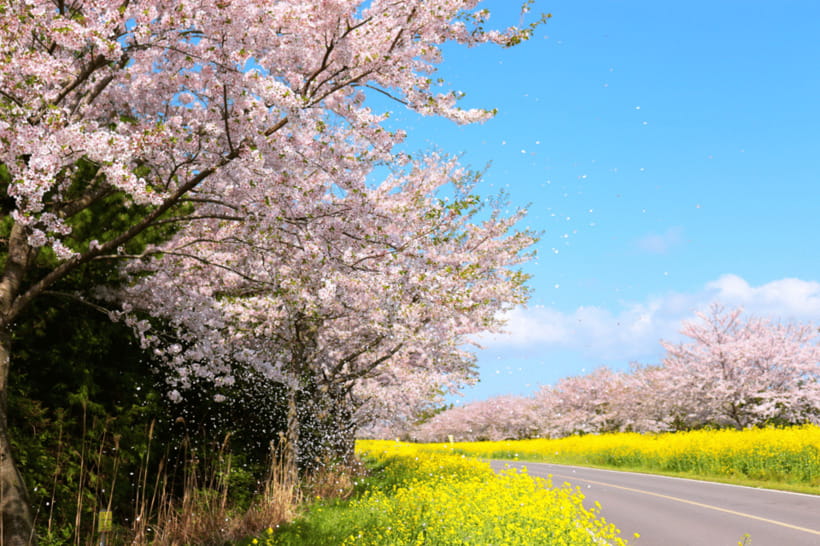Jeju East: Cherry Blossom Early Bird Tour with Hotel Pickup - Seongeup Folk Village: Culture Stop, Not Just a Photo Stop
