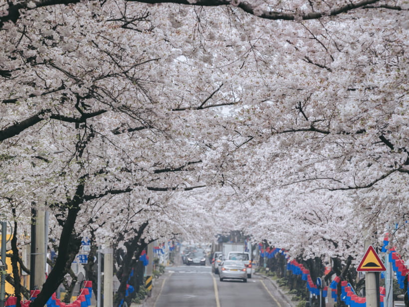 Jeju East: Cherry Blossom Early Bird Tour with Hotel Pickup - Lunch at a Local Restaurant: Budget for It