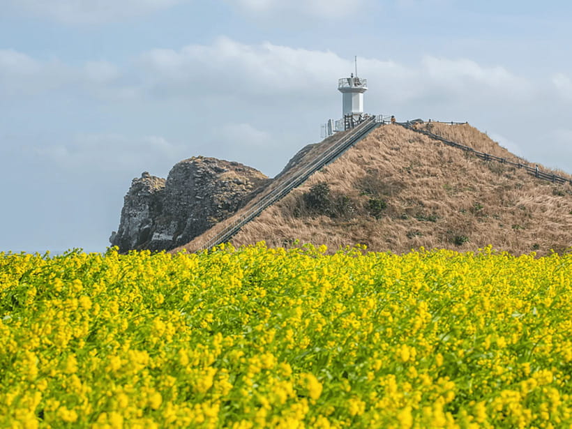 Jeju East: Cherry Blossom Early Bird Tour with Hotel Pickup - Micheongul Cave: The Lava Tube Portion You Shouldn’t Skip