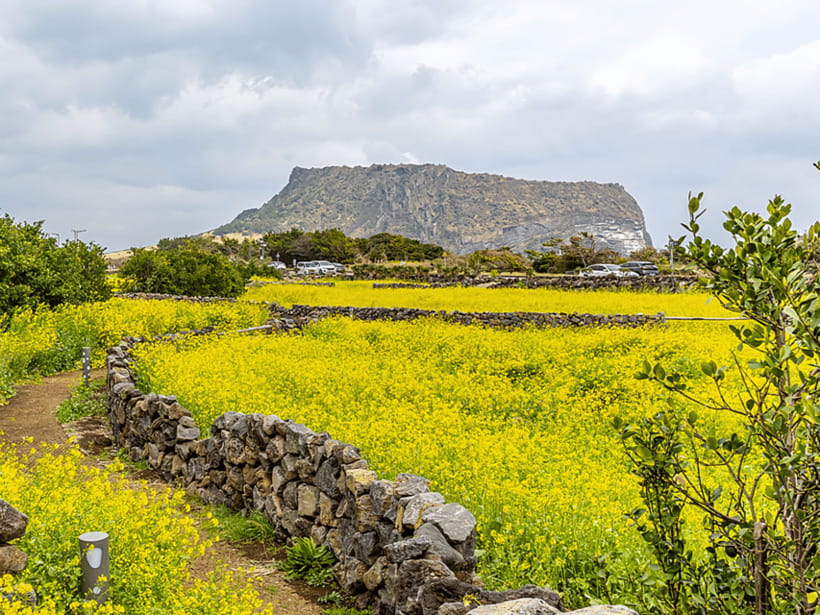 Jeju East: Cherry Blossom Early Bird Tour with Hotel Pickup - Ilchul Land: Themed Gardens and Sculpture-Style Color
