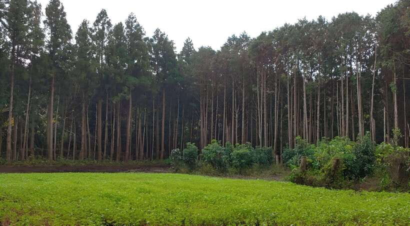 Jeju East: K-Drama Filming Spots Tour with Hotel Pickup - Price and Value: $96 for a 9-Hour Guided Day