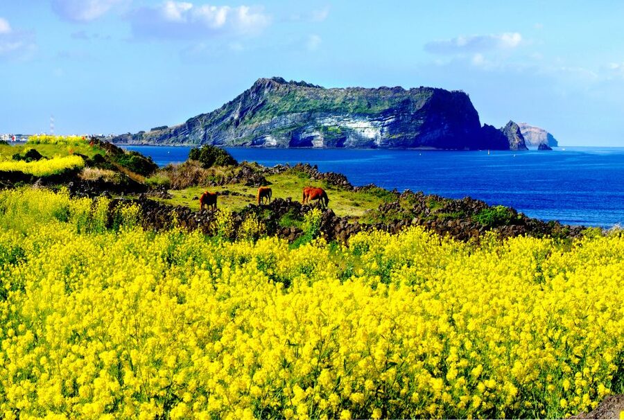 Jeju Island: Customized Private Full-Day Van Tour - Key points worth knowing before you go