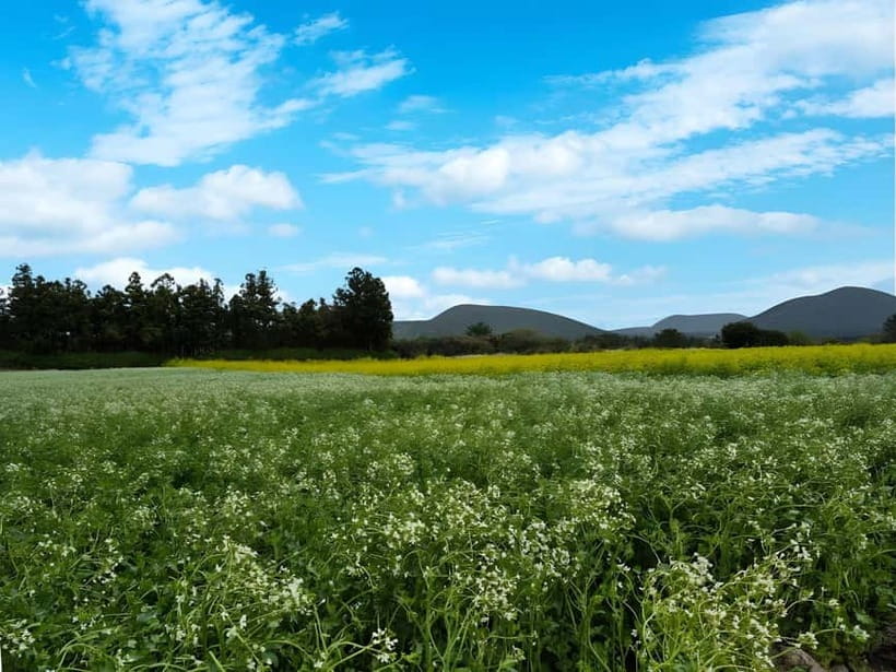 Jeju: K-Drama Spot When Life Gives You Tangerines Hotel Pick - Ora-dong Green Barley and the buckwheat field stop