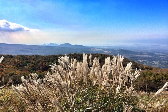 Jeju Premium Small Group UNESCO Day Tour - South Course - The Hallasan National Park Hike on Eoseungsaengak Trail