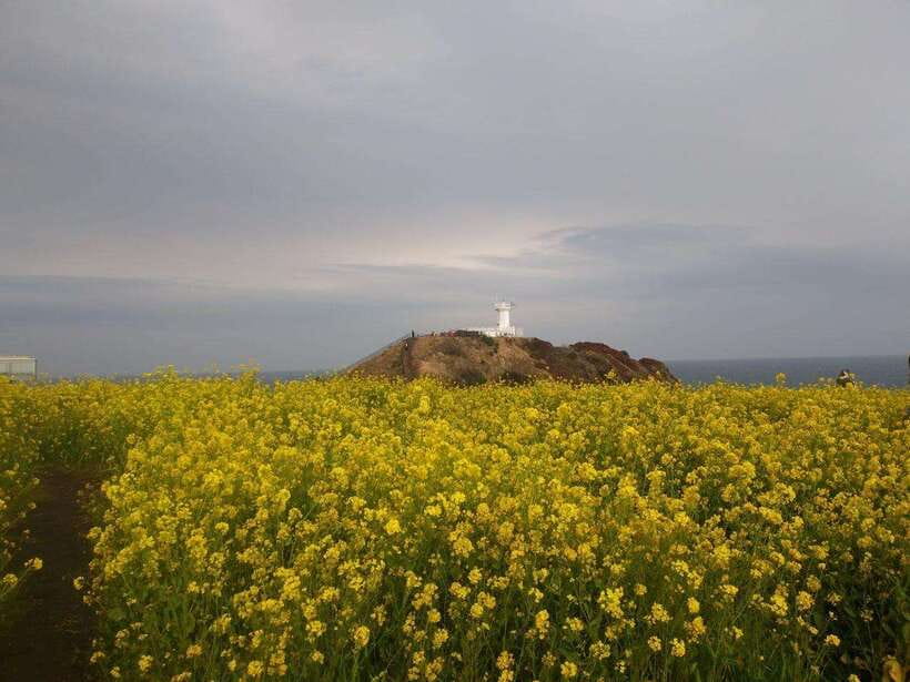 Jeju: Private Tour with an English Guide and a Vehicle - Pickup zones and how your route adapts