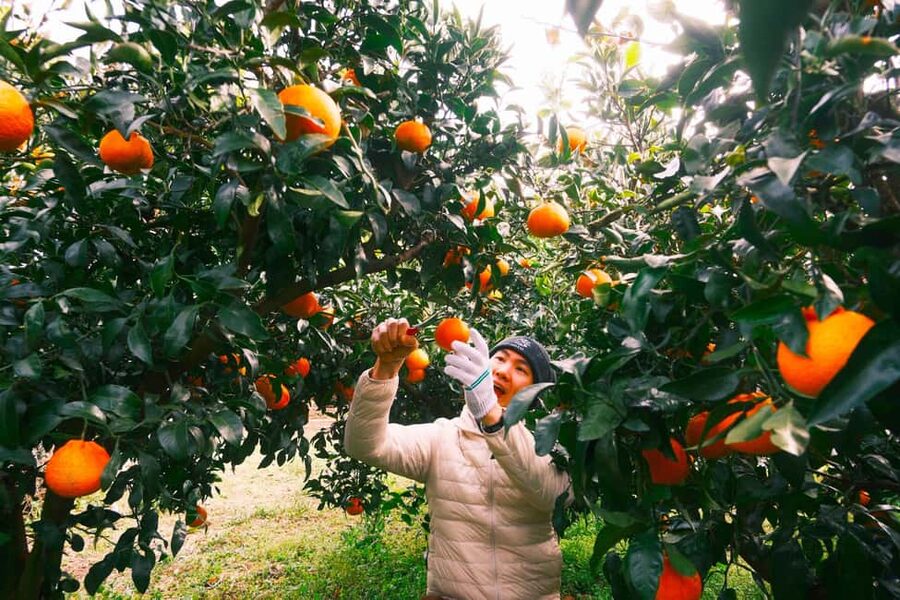 Jeju: Small Group Tour w/Pink Muhly & Tangerine Picking - Why this autumn Jeju route works so well
