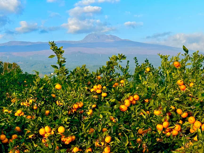 Jeju: Small Group Tour w/Pink Muhly & Tangerine Picking - Hallasan 1100 Altitude Wetland: the boardwalk walk above the cloud line