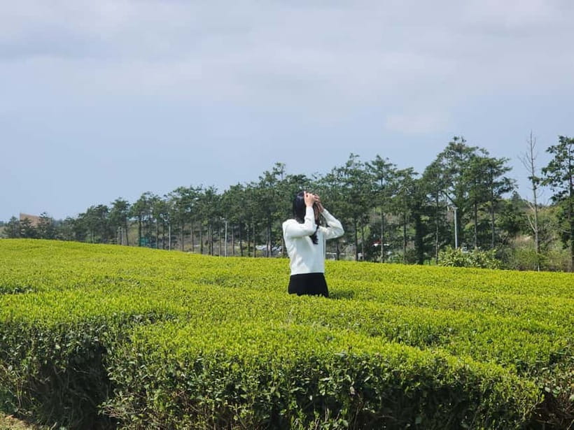Jeju: Southern Top UNESCO Spots Bus Tour - Camellia Hill and the Spring Bloom Timing