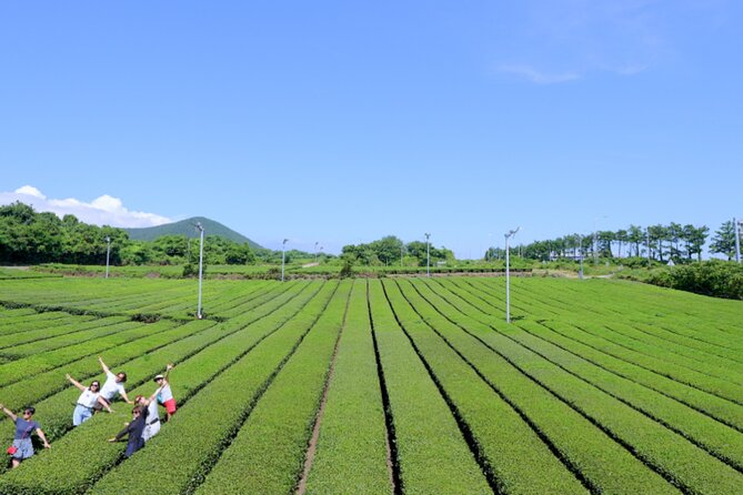Jeju: UNESCO-Listed Southern Authentic Day Tour - Seogwipo Maeil Olle Market: lunch with choices, not a fixed meal