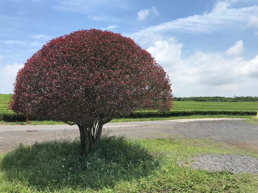 Jeju: West of Jeju Island Bus Tour from Seogwipo City - Sanbang Mountain and Sanbangsa temple, plus why the timing matters