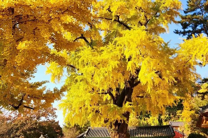 Jeonju Hanok Village Full-Day Tour:Jangtaesan Autumn Foliage - Guide narration that makes the day click