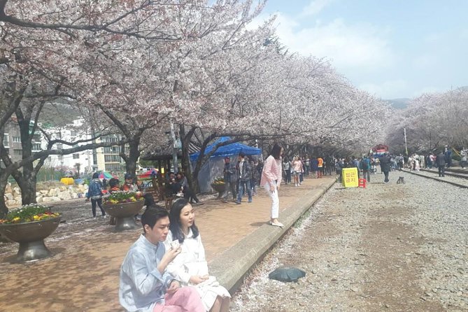 Jinhae Cherry Blossom + Busan Sunrise from Seoul - Price and what you get for about $108.49