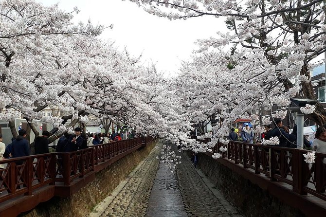Jinhae Cherry Blossom + Busan Sunrise from Seoul - Yeojwacheon Stream: first cherry viewing, best for pacing