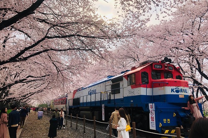 Jinhae Cherry Blossom + Busan Sunrise from Seoul - Gyeonghwa Station Cherry Blossom Road: your classic photo stretch