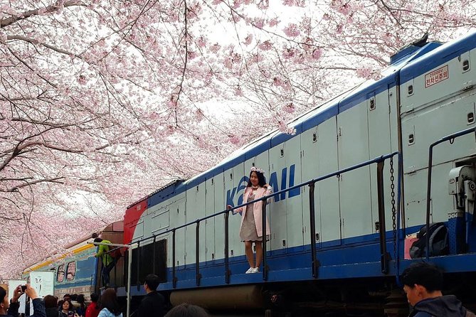 Jinhae Cherry Blossom + Busan Sunrise from Seoul - Surviving 19 to 20 hours without losing your mind