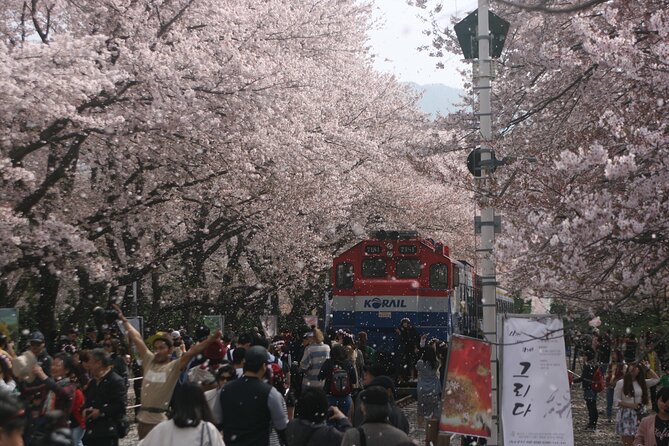 Jinhae Cherry Blossom Day trip from Busan - A Spring Adventure! - Key highlights you can plan around