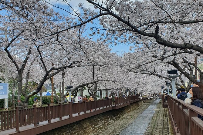 Jinhae Cherry Blossom Day trip from Busan - A Spring Adventure! - Why Jinhae cherry blossoms are worth a day trip from Busan