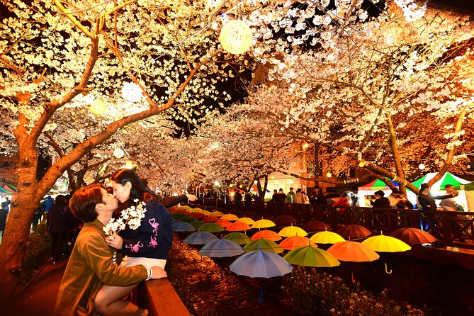 Jinhae Cherry Blossom Day trip from Busan - A Spring Adventure! - Pickup points in Busan, comfort in the car, and group size