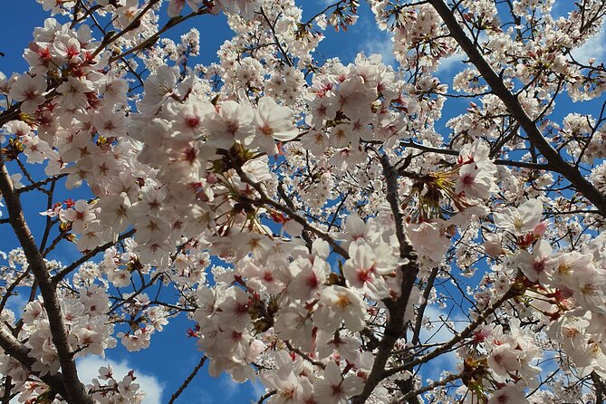 Jinhae Cherry Blossom Day trip from Busan - A Spring Adventure! - Price and what $46.75 buys you in the real world