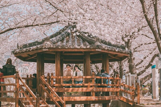 Jinhae Pink Cherry Blossom One Day Tour From Busan - Key points to know before you go