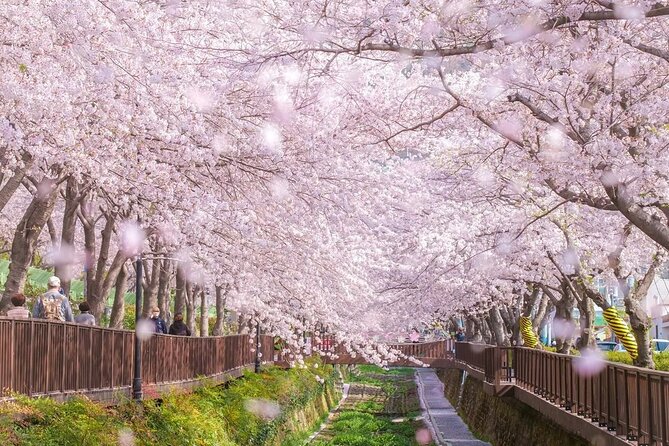 Jinhae Pink Cherry Blossom One Day Tour From Busan - Busan to Jinhae, then Seoul, without the headache