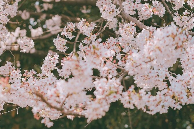 Jinhae Pink Cherry Blossom One Day Tour From Busan - Stop 2: Yeojwacheon Stream riverside stroll and lantern-season mood (about 3 hours)