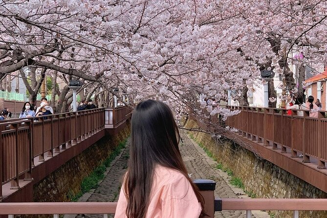 Jinhae Pink Cherry Blossom One Day Tour From Busan - What to pack so you do not suffer through April weather