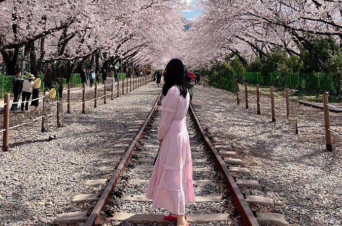 Jinhae Pink Cherry Blossom One Day Tour From Busan - Price and value: $38.39 for a day that includes entry and transport