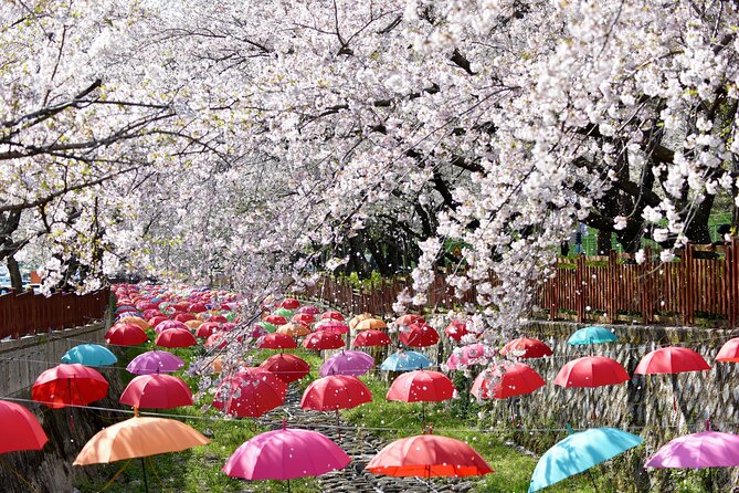 Jinhae Pink Cherry Blossom One Day Tour From Busan - Stop 1: Gyeonghwa Station Cherry Blossoms tunnel walk (about 2 hours)
