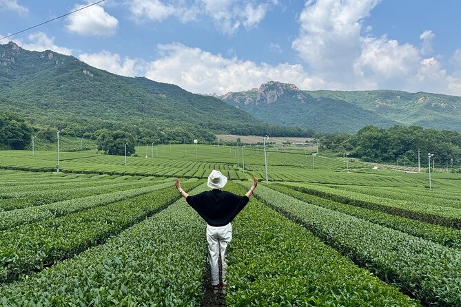 Korean Green Tea Tour - from Boseong to Gangjin (Private) - Key highlights worth planning for