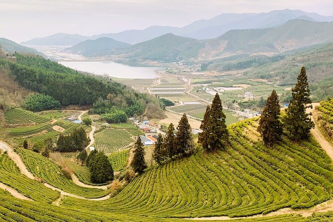 Korean Green Tea Tour - from Boseong to Gangjin (Private) - Why the Boseong to Gangjin route is a smart tea day