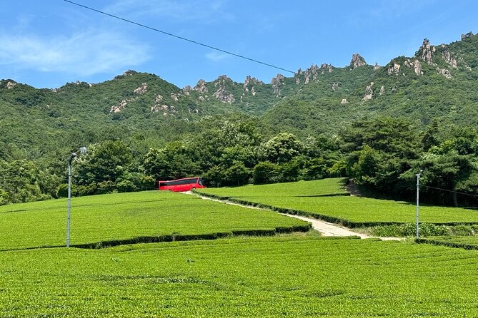 Korean Green Tea Tour - from Boseong to Gangjin (Private) - Timing, travel, and how the day feels from start to finish