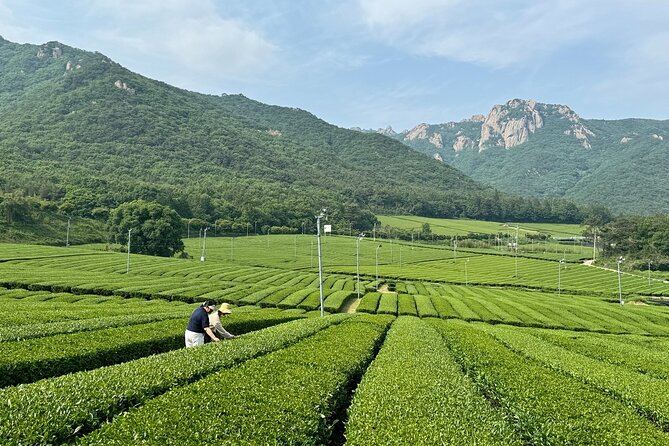 Korean Green Tea Tour - from Boseong to Gangjin (Private) - Nokcha-ro viewpoint: a quick pause with a big payoff