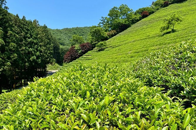 Korean Green Tea Tour - from Boseong to Gangjin (Private) - Gangjin Dawon: tea cultivation at the foot of Mt. Wolchulsan