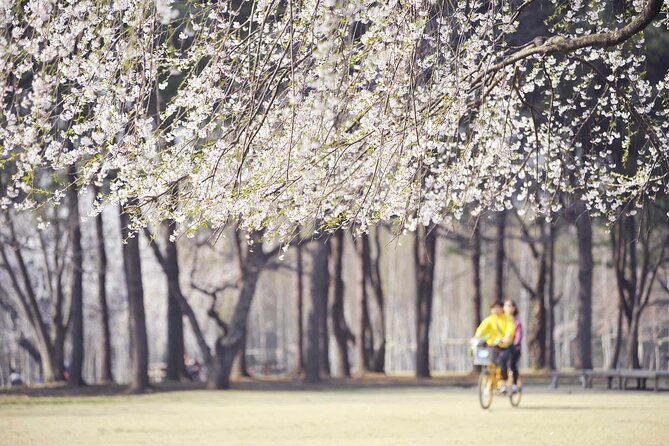 Mount Seorak and Nami Island One Day Tour from Seoul - Nami Island: 3 hours for walking, biking, and Winter Sonata style scenery