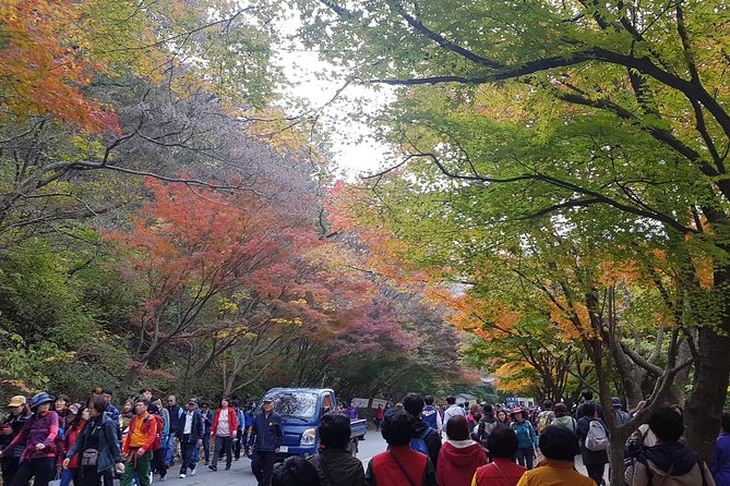 Naejangsan National Park Autumn Foliage One Day Tour from Busan - Entering the Park Paths: What the Walk Is Really Like