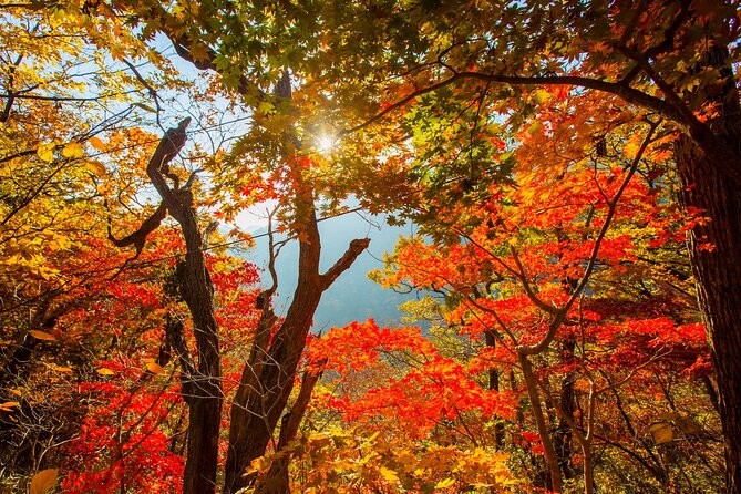 Naejangsan National Park Autumn Foliage One Day Tour from Seoul - The One-Way Naejangsan Shuttle Bus Ticket and How to Use It Smartly