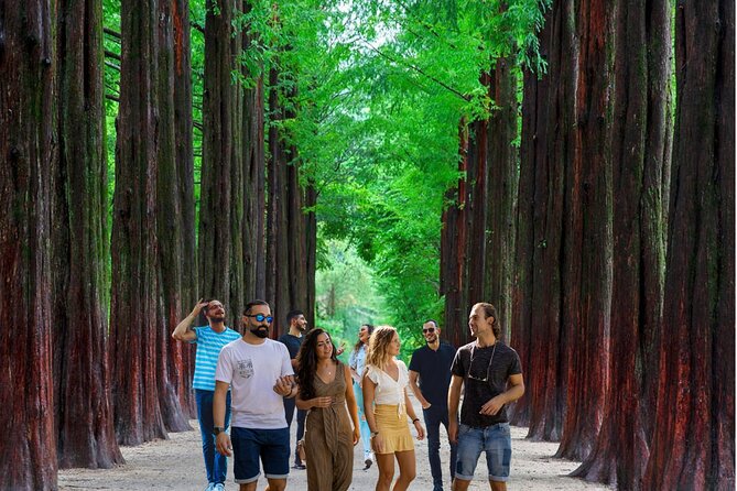 Nami Island & Garden of Morning Calm & Gangchon Railbike Tour - Nami Island in winter: why it works, and where crowds can pinch