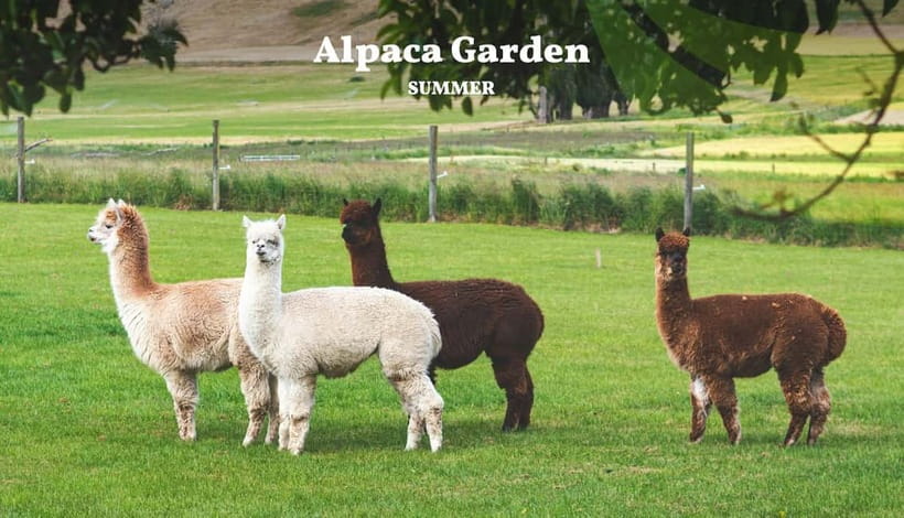Nami Island, Railbike & Alpaca Garden Day Trip from Seoul - Key things I’d plan around