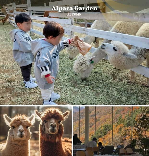 Nami Island, Railbike & Alpaca Garden Day Trip from Seoul - Gangchon Railbike, light effort with big scenery payoff